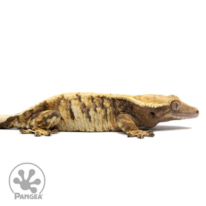 Cr-2573 facing right