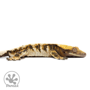 Cr-2578 facing right