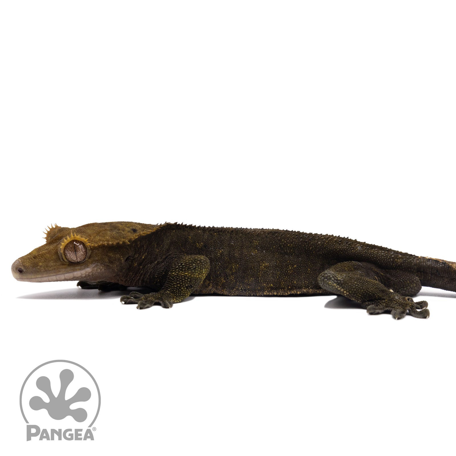 Male OG Noir Crested Gecko Cr-2586