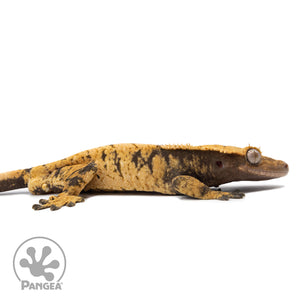 Cr-2590 facing right