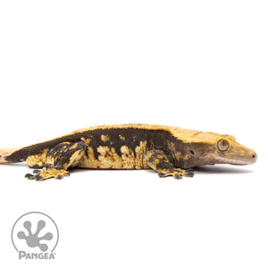 Cr-2591 facing right