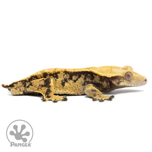 Cr-2592 facing right