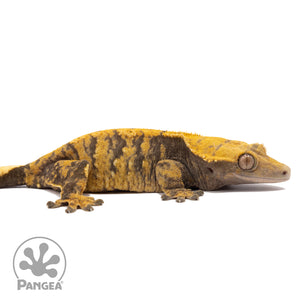 Cr-2596 facing right