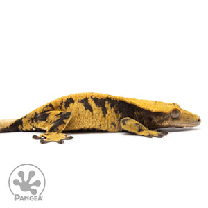 Cr-2600 facing right