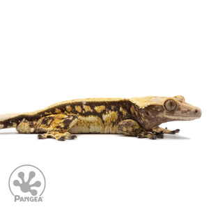 Cr-2607 facing right