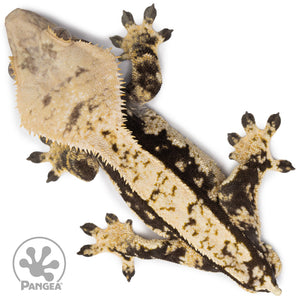 Male White Wall Crested Gecko Cr-2608