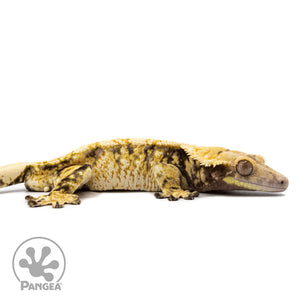 Cr-2612 facing right