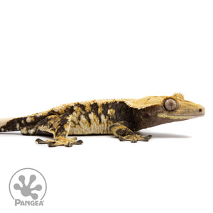 Cr-2614 facing right