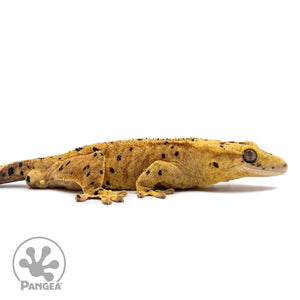 Cr-2621 facing right