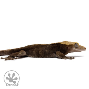 Cr-2628 facing right