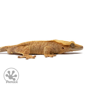 Cr-2633 facing right