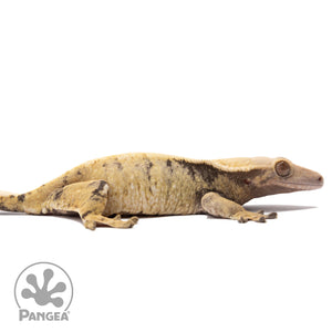 Cr-2635 facing right