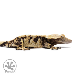 Cr-2638 facing right