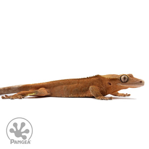 Cr-2644 facing right