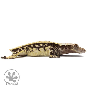 Cr-2653 facing right