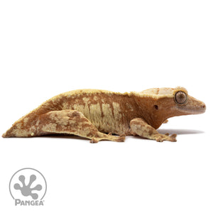 Cr-2654 facing right