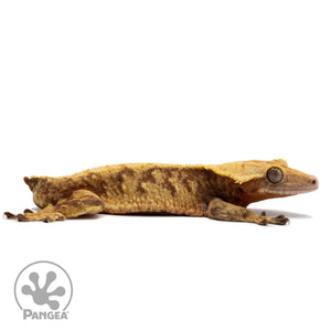 Cr-2655 facing right