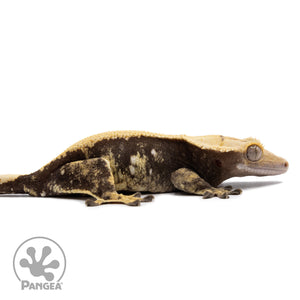 Cr-2659 facing right