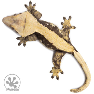 Female Solid Back Crested Gecko Cr-2659 from above