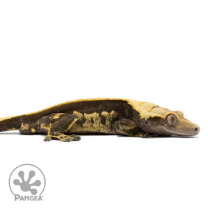 Cr-2661 facing right