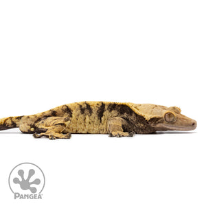 Cr-2664 facing right