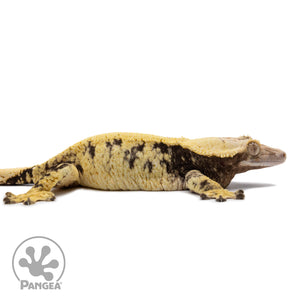 Cr-2683 facing right