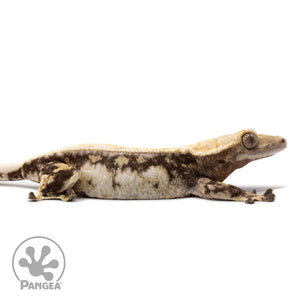 Cr-2693 facing right