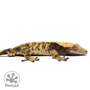 Cr-2712 facing right