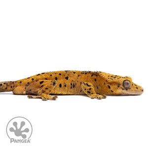 Cr-2714 facing right