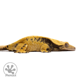 Cr-2730 facing right