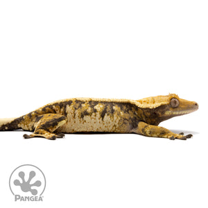 Cr-2734 facing right