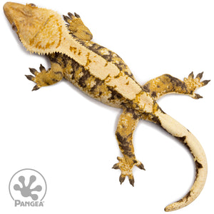 Female Tricolor Extreme Harlequin Crested Gecko Cr-2734 from above