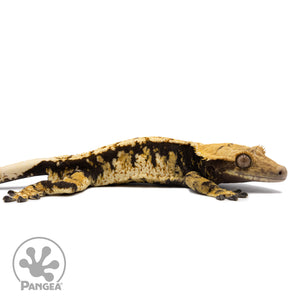 Cr-2736 facing right