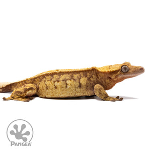 Cr-2737 facing right