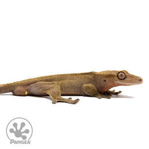 Cr-2738 facing right