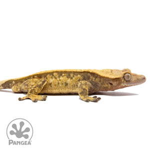 Cr-2739 facing right