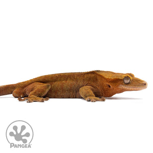 Cr-2740 facing right