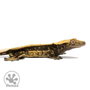 Cr-2742 facing right