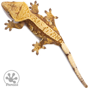 Female Red Extreme Harlequin Crested Gecko Cr-2743 from above