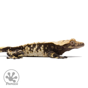 Cr-2744 facing right