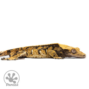 Cr-2746 facing right