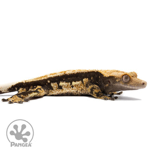 Cr-2748 facing right