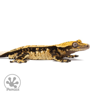 Cr-2752 facing right