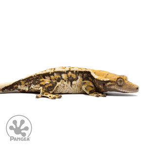 Cr-2756 facing right