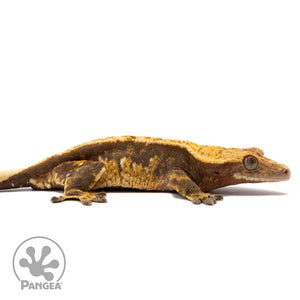 Cr-2759 facing right