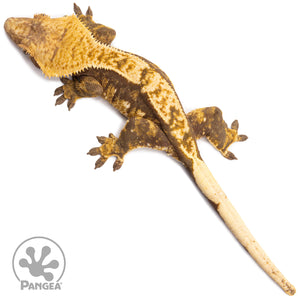 Female Red Tricolor Crested Gecko Cr-2759 from above