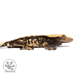 Cr-2763 facing right