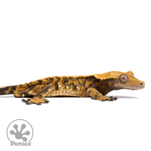 Cr-2770 facing right