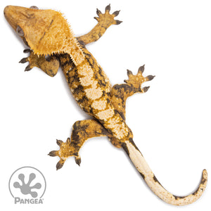 Male Tricolor Extreme Harlequin Crested Gecko Cr-2770 from above