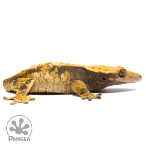 Cr-2771 facing right